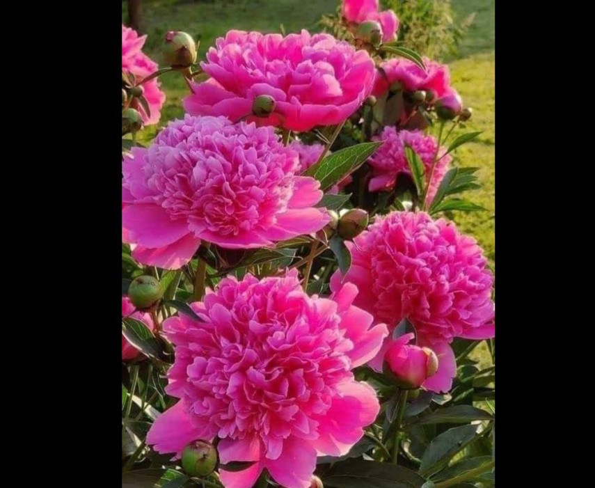 #ConstantaEsteBine: Valul 6 de energie – partea intai – ziua 13. 20 mai 2024. Energia in crestere a lunii se apropie de maxim