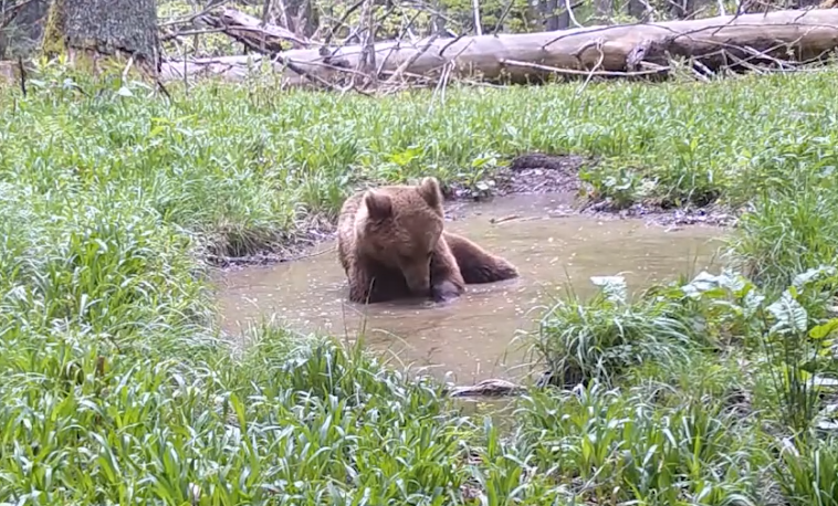 VIDEO. Urs filmat când se bălăcește într-o scăldătoare din Parcul Naţional Retezat